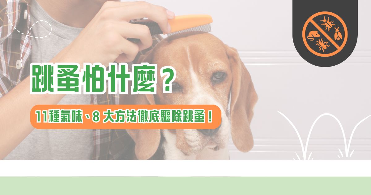 跳蚤怕什麼？11種氣味、9 大方法徹底驅除跳蚤！
