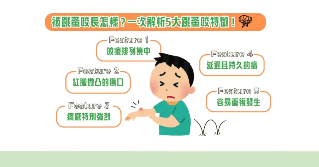被跳蚤咬怎麼辦? 9 招除跳蚤方法、跳蚤咬特徵大公開! 1 被跳蚤咬長怎樣?一次解析 5 大跳蚤咬特徵!