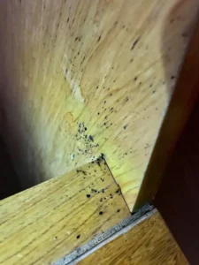 實際案例分享 2 ：臥室臭蟲除蟲現場1