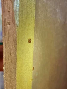 實際案例分享 2 ：臥室臭蟲除蟲現場2