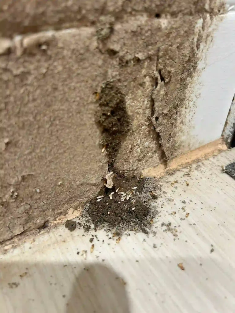 教室牆角白蟻防治-1