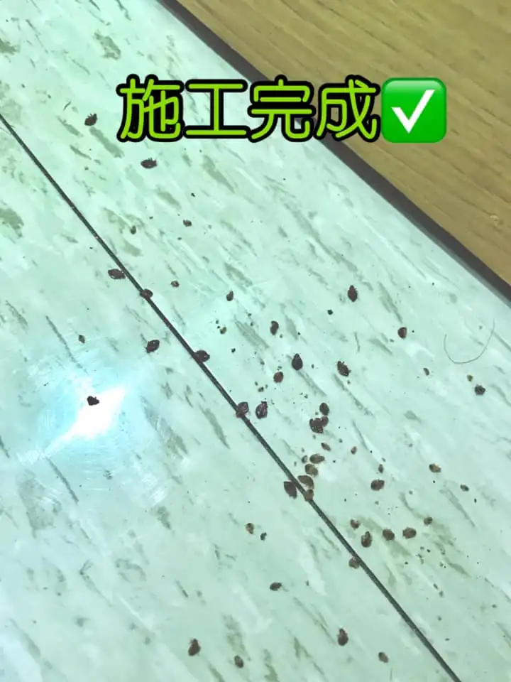 實際案例分享一：寢室除臭蟲現場-1