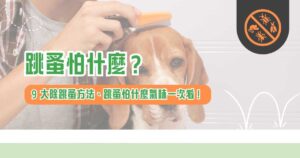 跳蚤怕什麼？ 9 大除跳蚤方法、跳蚤怕什麼氣味一次看！
