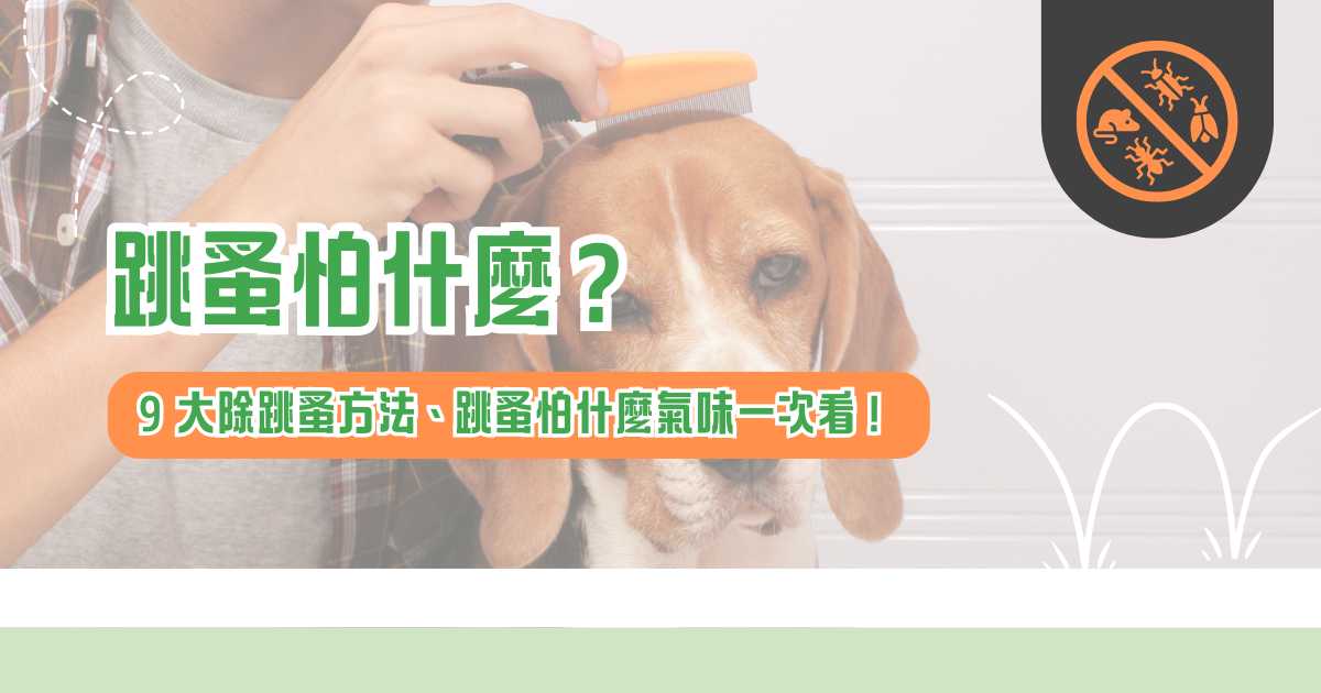 跳蚤怕什麼? 9 大除跳蚤方法、跳蚤怕什麼氣味一次看!