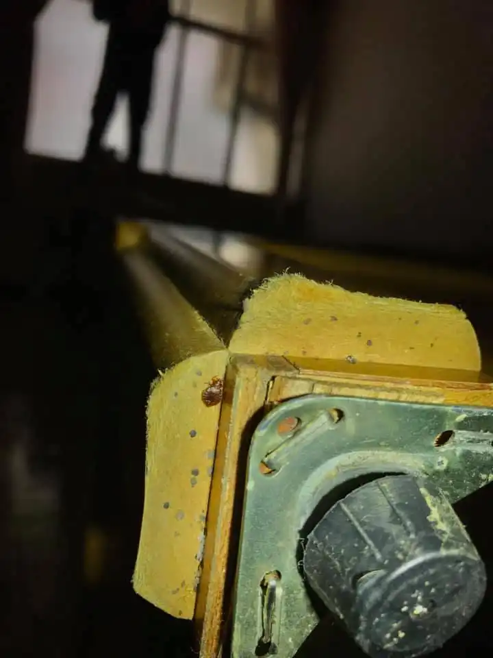 實際案例分享一：寢室除臭蟲現場-2