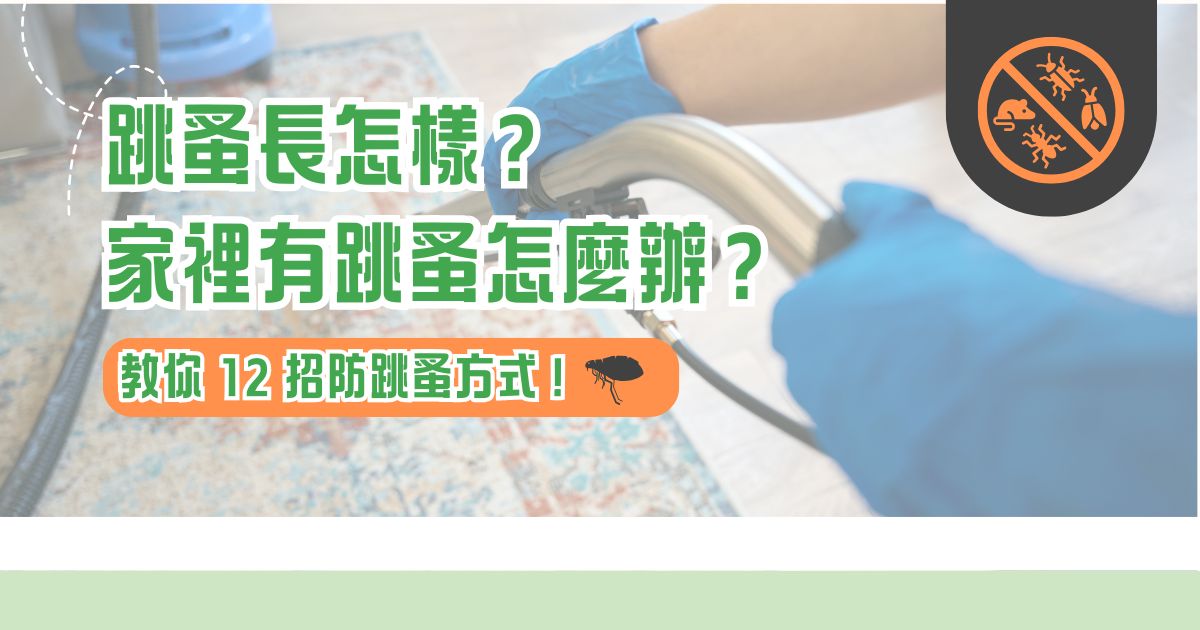 跳蚤長怎樣？家裡有跳蚤怎麼辦？教你 12 招防跳蚤方式！