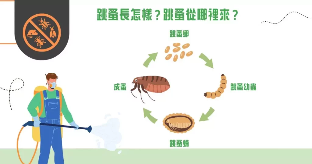 跳蚤長怎樣？跳蚤從哪裡來？